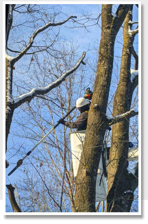 Northern Wisconsin, certified arborists, tree trimming, tree removal, trim my trees, remove my tree, tree care, tree care company, tree removal company, cheap tree trimming, cheap tree removal