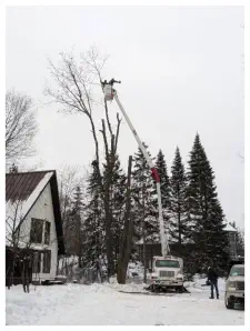 Bucket Truck Tree Trimming Iron Mountain Kingsfor