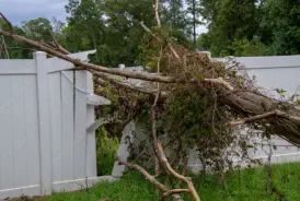 Crandon tree removal company Rhinelander Wisconsin
