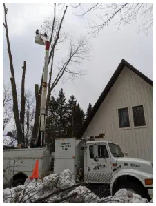 Remove my Tree Crandon WI
