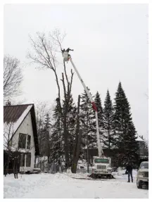 Bucket Truck Tree Trimming Iron Mountain Kingsfor