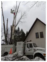 Remove my Tree Crandon WI