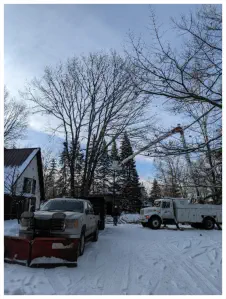 professional tree trimming Gaastra MI