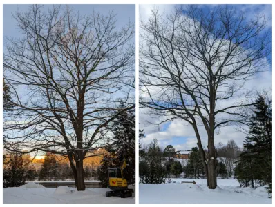 trim my trees company near me