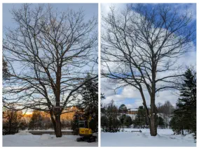trim my trees company near me